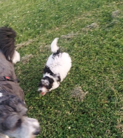 Tinley Park Park District Canine Campus (membership required) - Tinley Park, IL