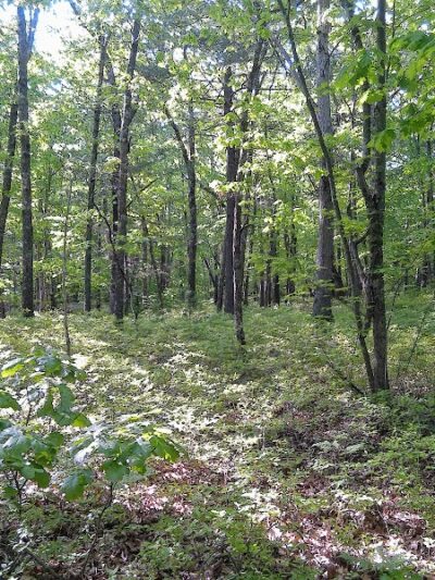 Crandall Park - Tolland, CT