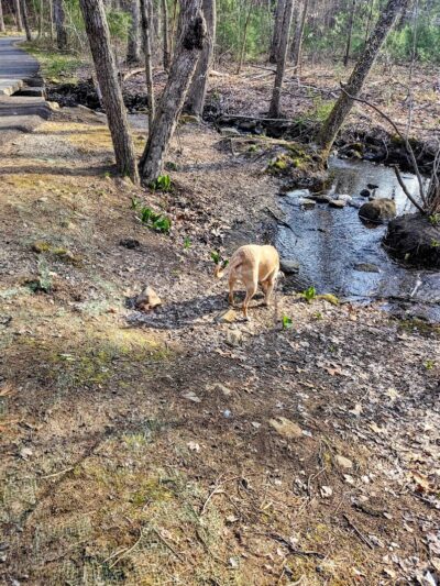 Crandall Park - Tolland, CT