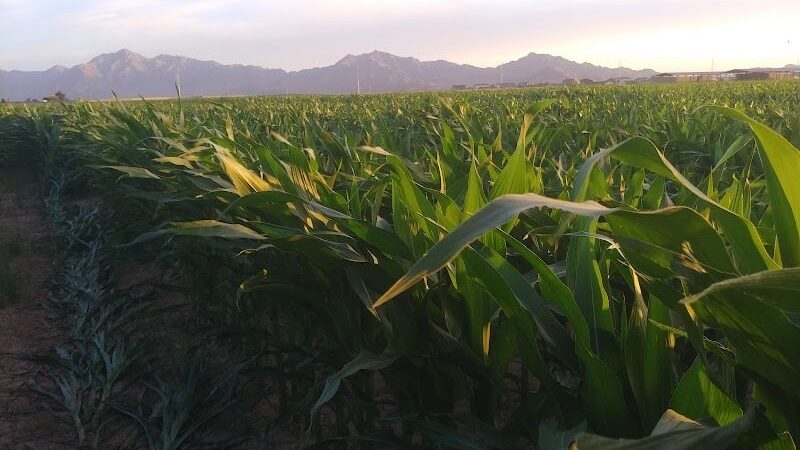 Country Place Tivoli HOA Nature Walk Trail - Tolleson, AZ
