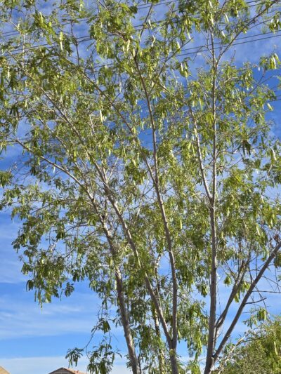 Country Place Tivoli HOA Nature Walk Trail - Tolleson, AZ