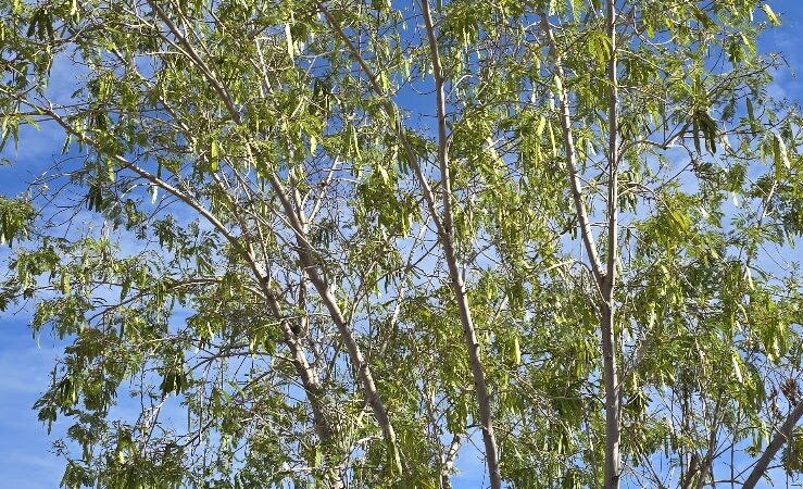 Country Place Tivoli HOA Nature Walk Trail - Tolleson, AZ