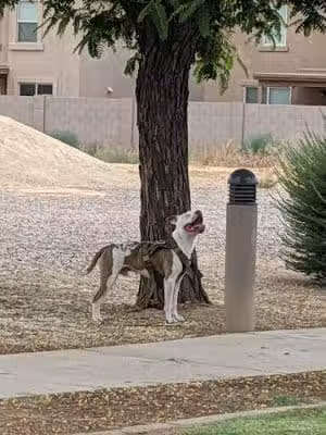 Tolleson Veterans Park - Tolleson, AZ