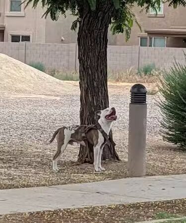 Tolleson Veterans Park - Tolleson, AZ