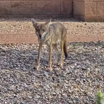 Country Place Tivoli HOA Nature Walk Trail - Tolleson, AZ