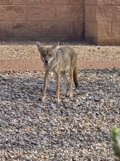 Country Place Tivoli HOA Nature Walk Trail - Tolleson, AZ