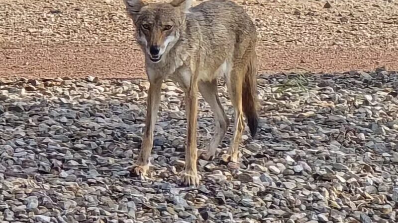 Country Place Tivoli HOA Nature Walk Trail - Tolleson, AZ