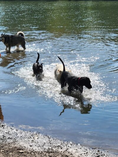 Dog Walking Island - Tonawanda, NY