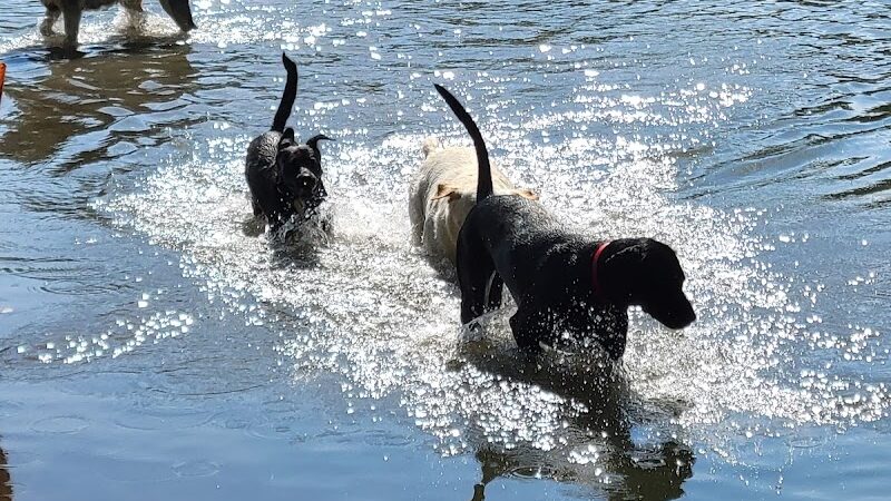 Dog Walking Island - Tonawanda, NY