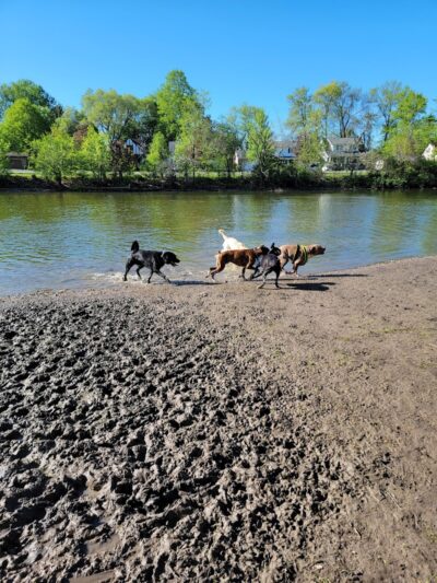 Dog Walking Island - Tonawanda, NY
