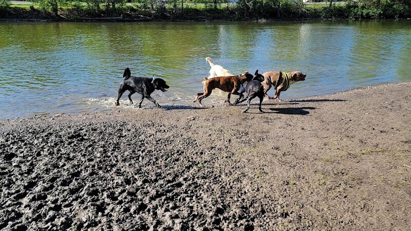 Dog Walking Island - Tonawanda, NY