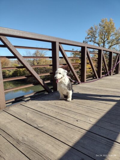 Dog Walking Island - Tonawanda, NY