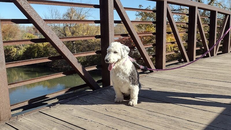 Dog Walking Island - Tonawanda, NY