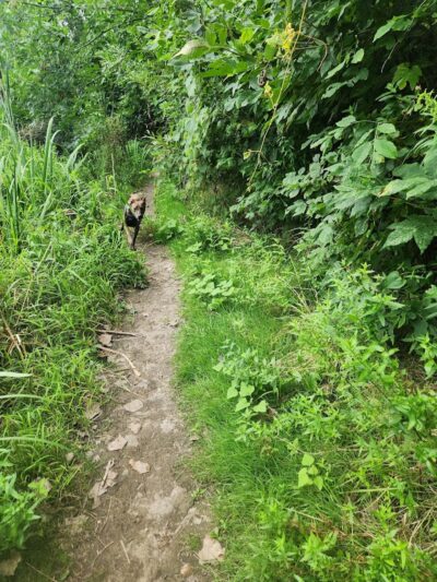 Dog Walking Island - Tonawanda, NY