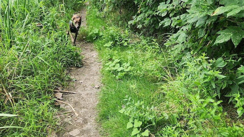 Dog Walking Island - Tonawanda, NY