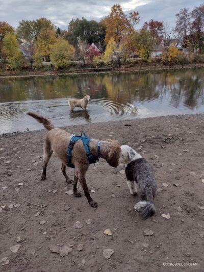 Dog Walking Island - Tonawanda, NY