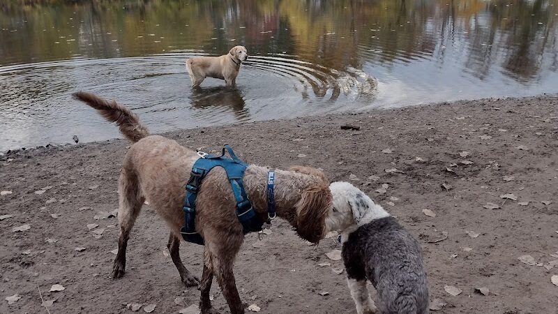 Dog Walking Island - Tonawanda, NY