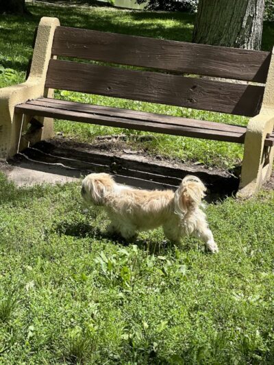 Dog Walking Island - Tonawanda, NY