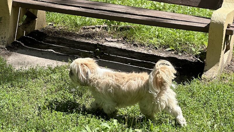 Dog Walking Island - Tonawanda, NY