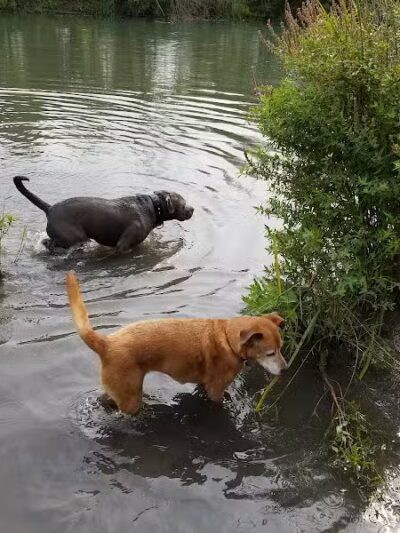 Dog Walking Island - Tonawanda, NY