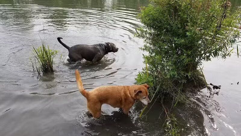 Dog Walking Island - Tonawanda, NY