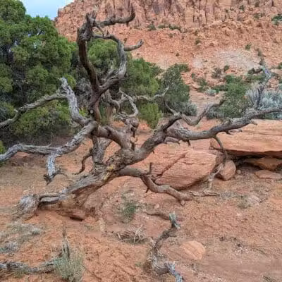 Torrey GWT Trailhead - Torrey, UT