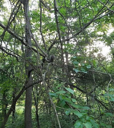 Avery Park - Troy, MO