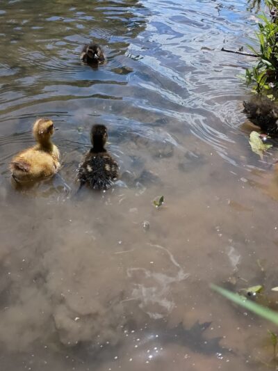 Fairgrounds Pond - Troy, MO