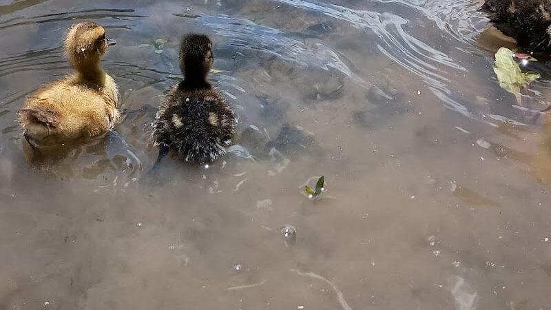 Fairgrounds Pond - Troy, MO