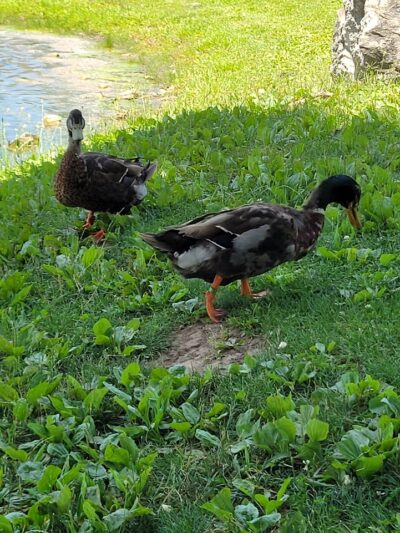 Fairgrounds Pond - Troy, MO