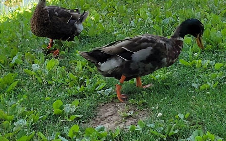 Fairgrounds Pond - Troy, MO