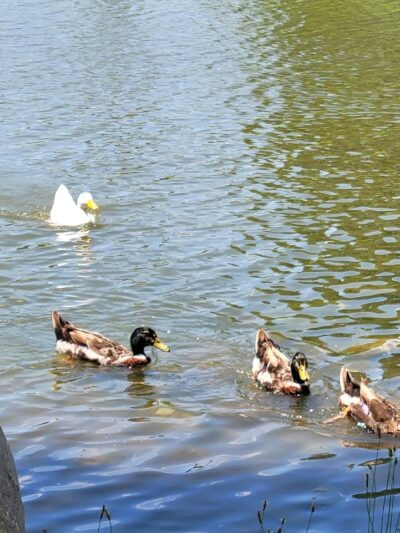 Fairgrounds Pond - Troy, MO