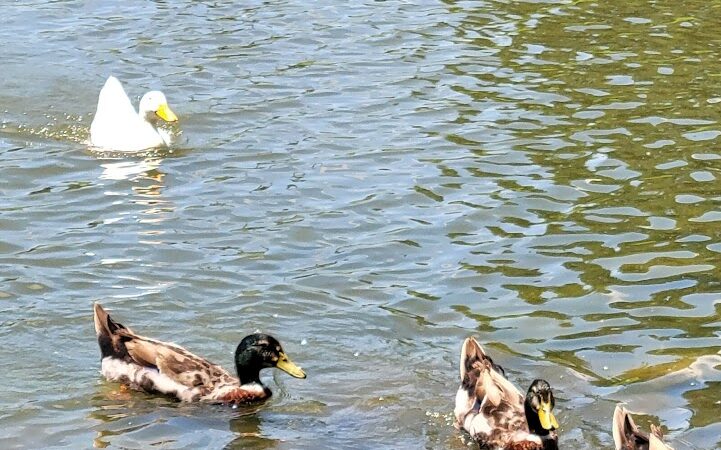 Fairgrounds Pond - Troy, MO