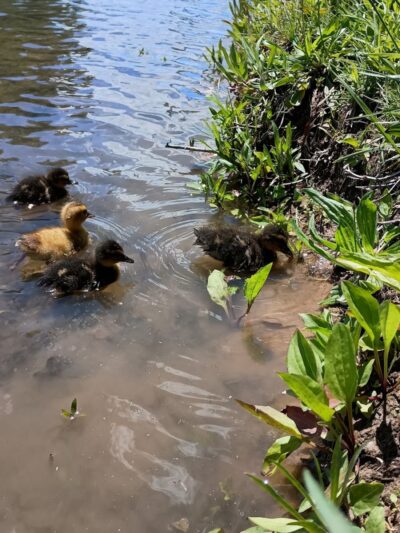 Fairgrounds Pond - Troy, MO