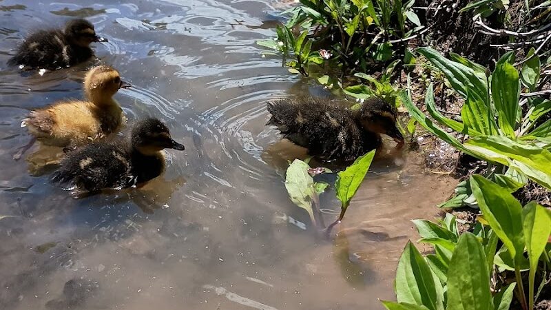 Fairgrounds Pond - Troy, MO