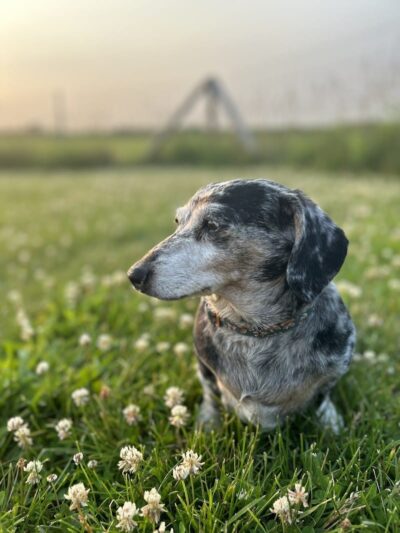 Lower Rock Run Dog Park - Troy Township, IL