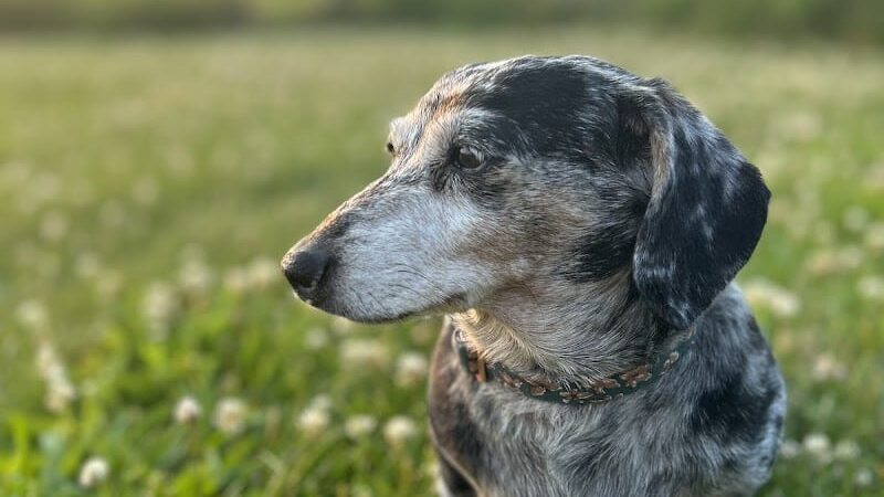Lower Rock Run Dog Park - Troy Township, IL