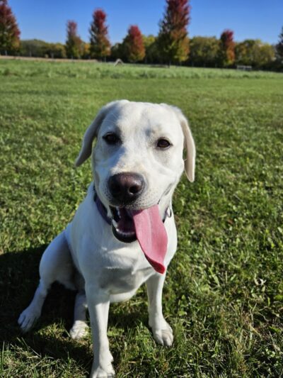 Lower Rock Run Dog Park - Troy Township, IL