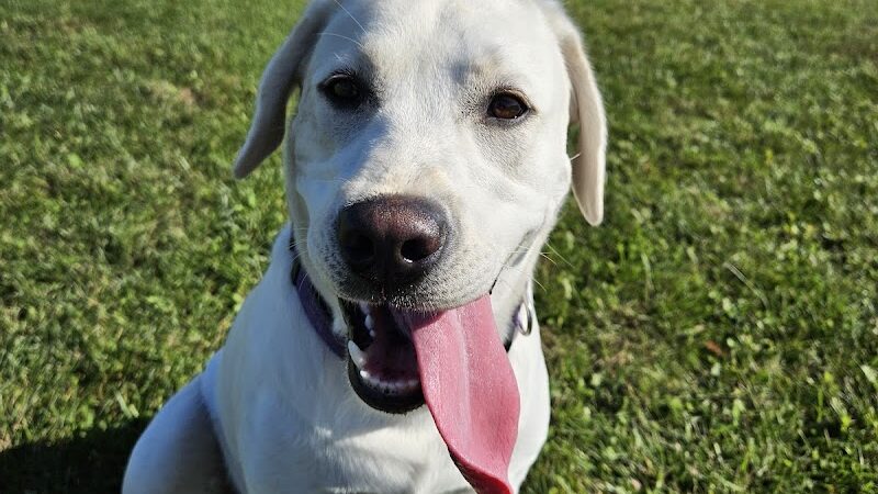 Lower Rock Run Dog Park - Troy Township, IL