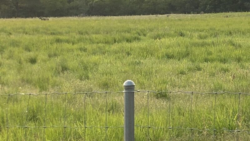 Lower Rock Run Dog Park - Troy Township, IL