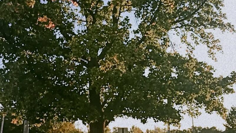 Bruer Park - Truesdale, MO