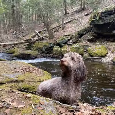 Pequonnock Valley Wildlife Management Area - Trumbull, CT