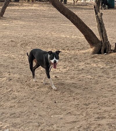 Smiling Dog Ranch Dog Park - Tucson, AZ