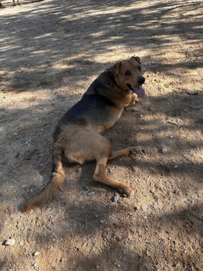 Smiling Dog Ranch Dog Park - Tucson, AZ