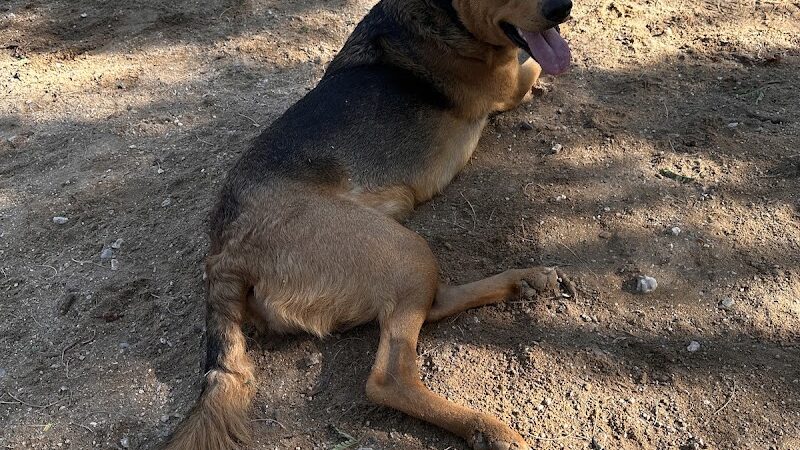 Smiling Dog Ranch Dog Park - Tucson, AZ