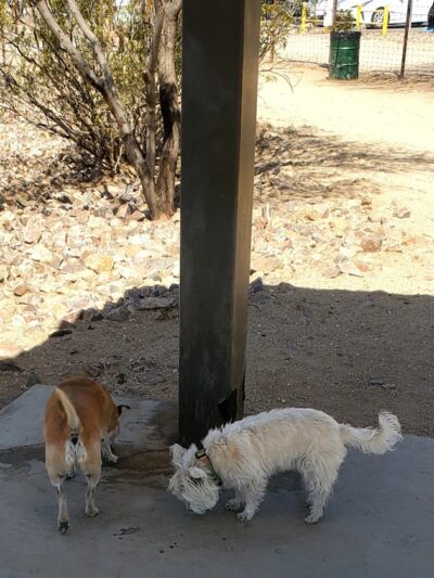 Smiling Dog Ranch Dog Park - Tucson, AZ