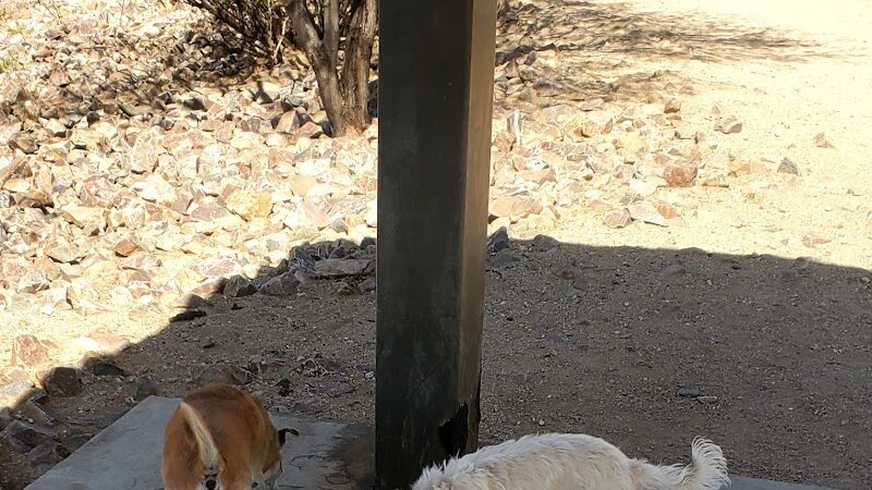 Smiling Dog Ranch Dog Park - Tucson, AZ