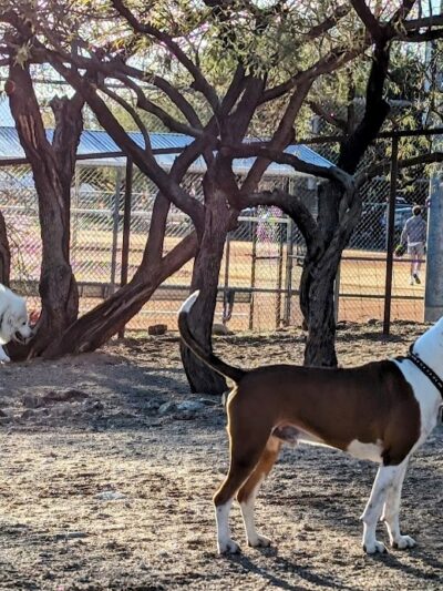 Smiling Dog Ranch Dog Park - Tucson, AZ