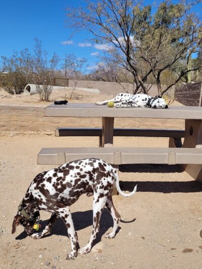 Smiling Dog Ranch Dog Park - Tucson, AZ