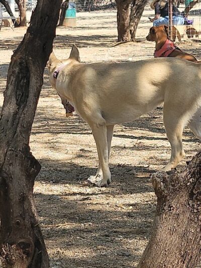 Smiling Dog Ranch Dog Park - Tucson, AZ
